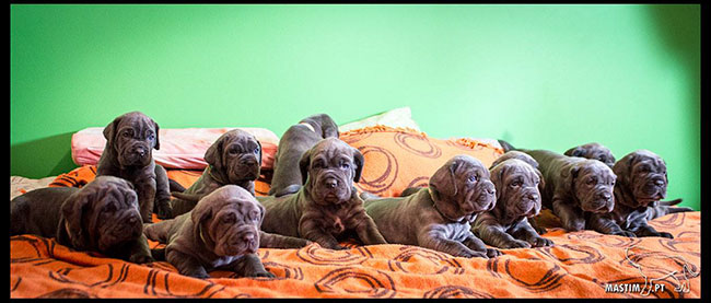 Cruzamento de mastin napolitano, appia della rupe e yaramon de azzura, campeoes , campeão de portugal, atimana, espanha , luxemburgo