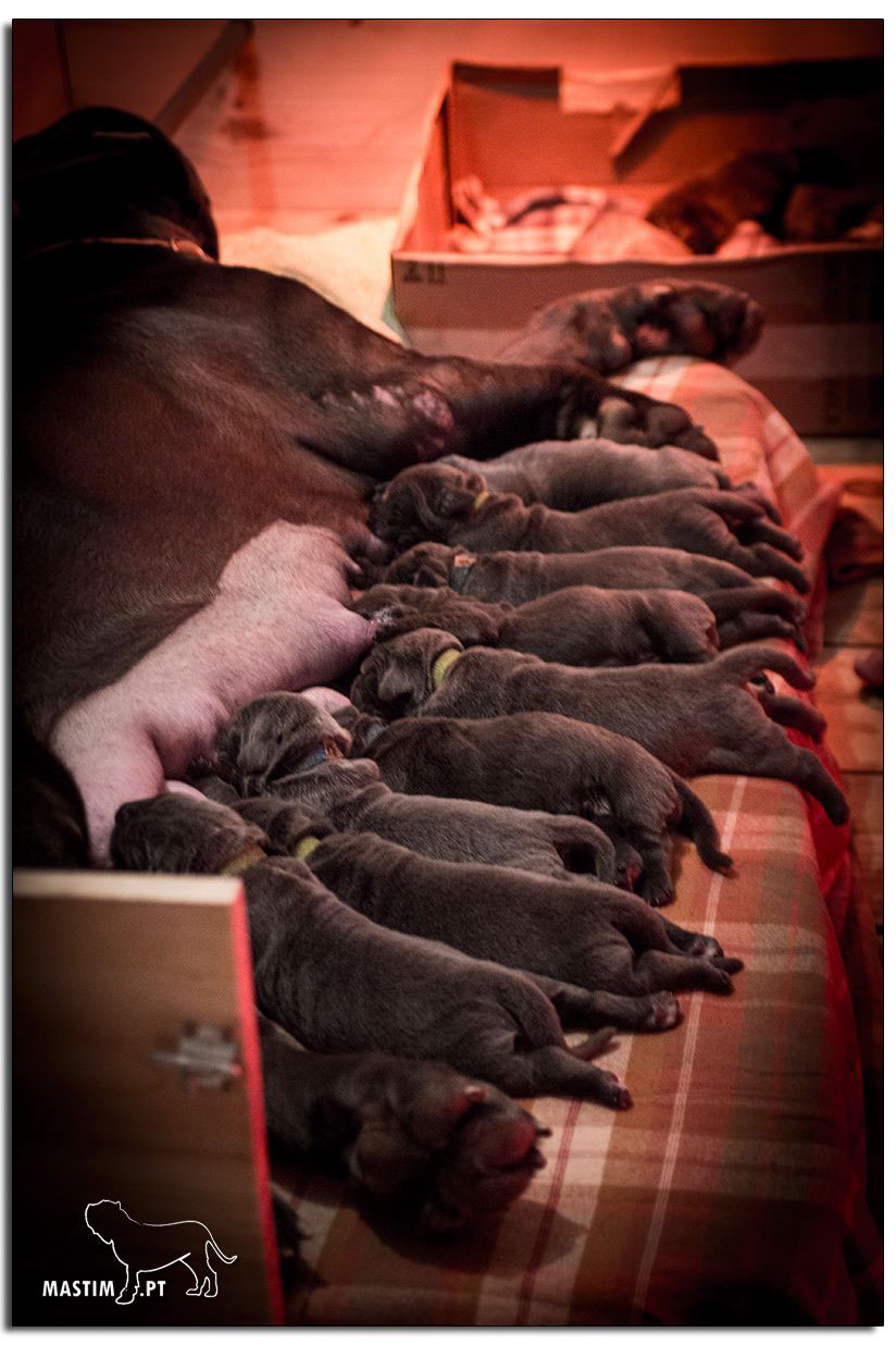 Appia della rupe melhor da raça em portugal , nos anos de 2013 e 2014