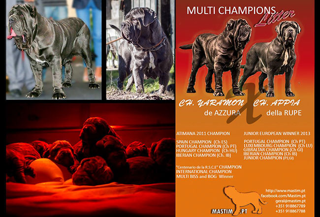 os unicos campeos ibericos